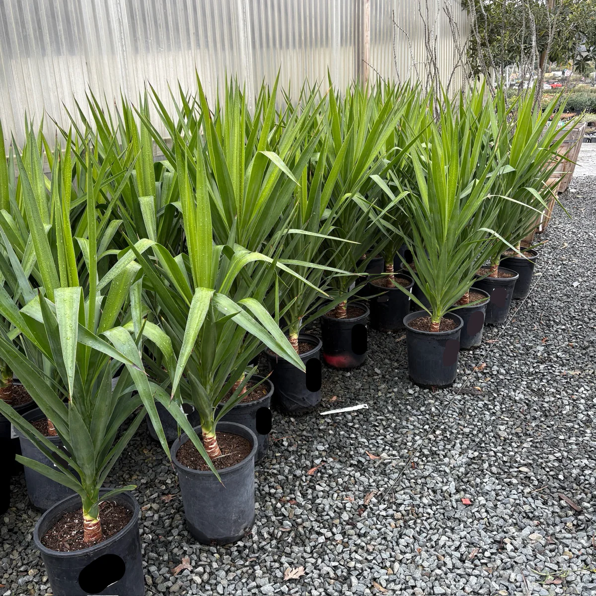 Spineless Giant Yucca - Image 3