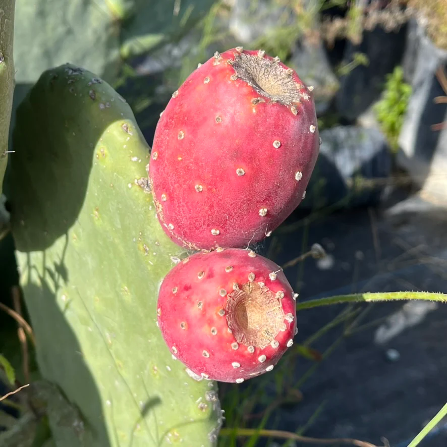 Prickly Pear Cactus