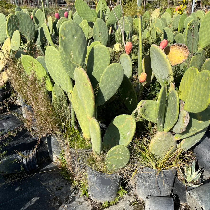 Prickly Pear Cactus - Image 2