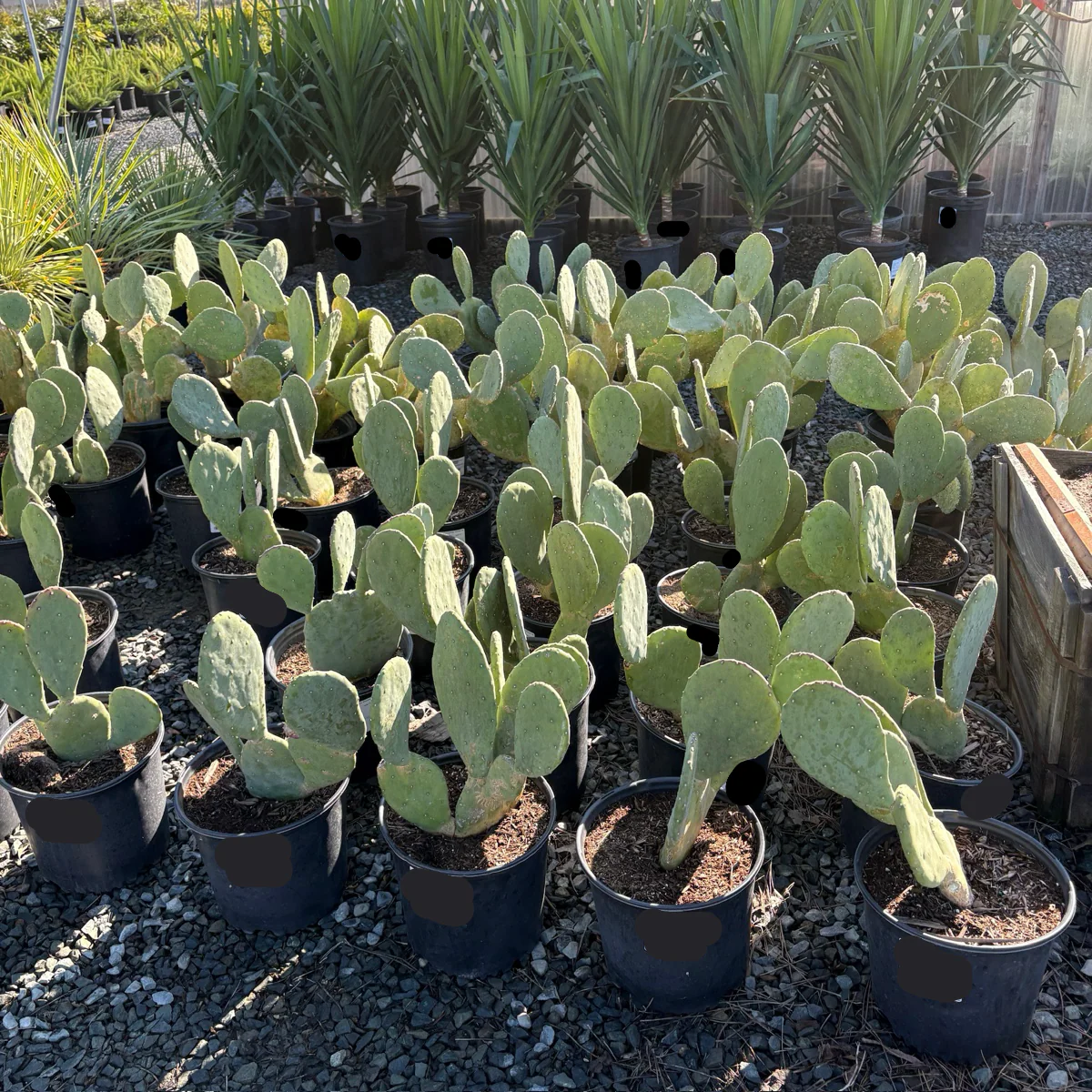 Ellisiana Spineless Prickly Pear - Image 1