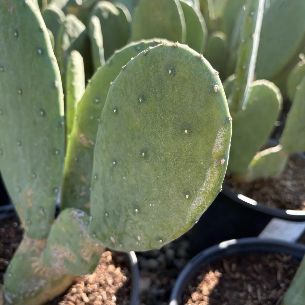 Ellisiana Spineless Prickly Pear - Image 2