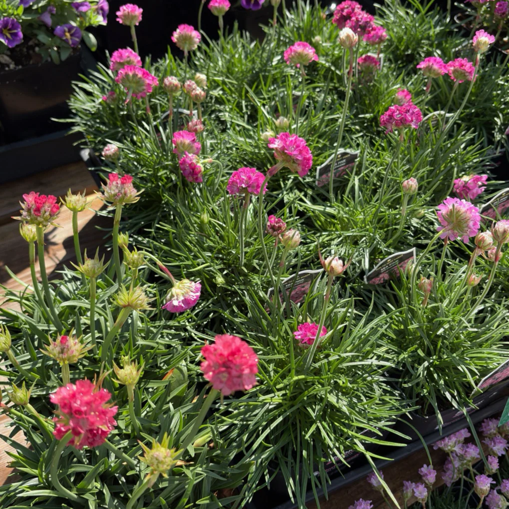 Splendens Sea Thrift - Image 1