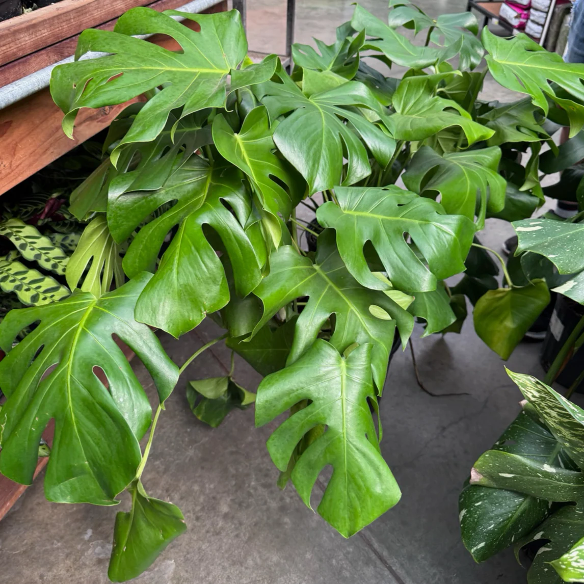 Swiss Cheese Plant - Image 1