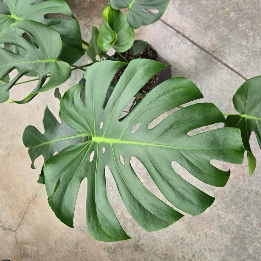 Swiss Cheese Plant - Image 2