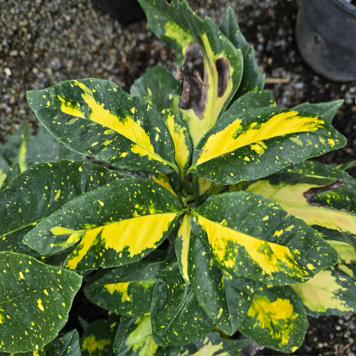 Spotted Laurel - Image 1