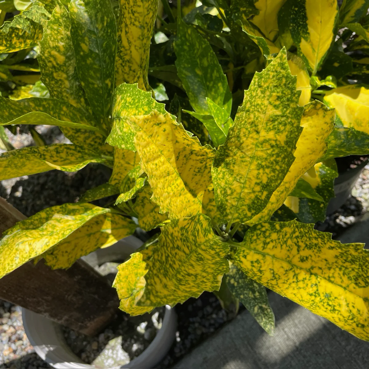 Spotted Laurel - Image 2