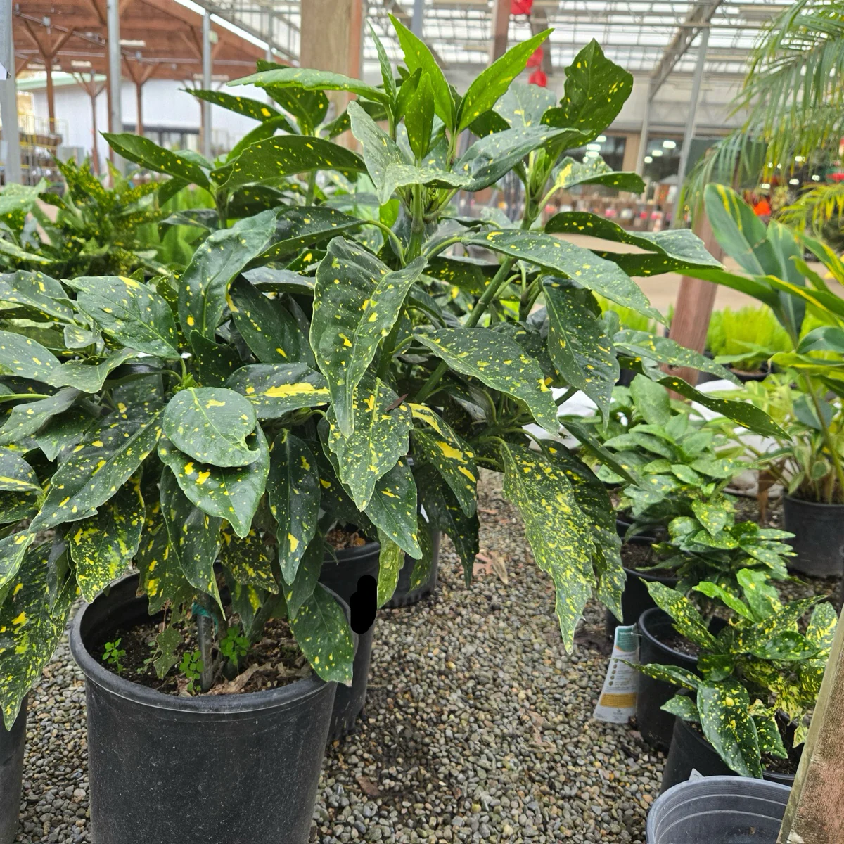 Spotted Laurel - Image 3