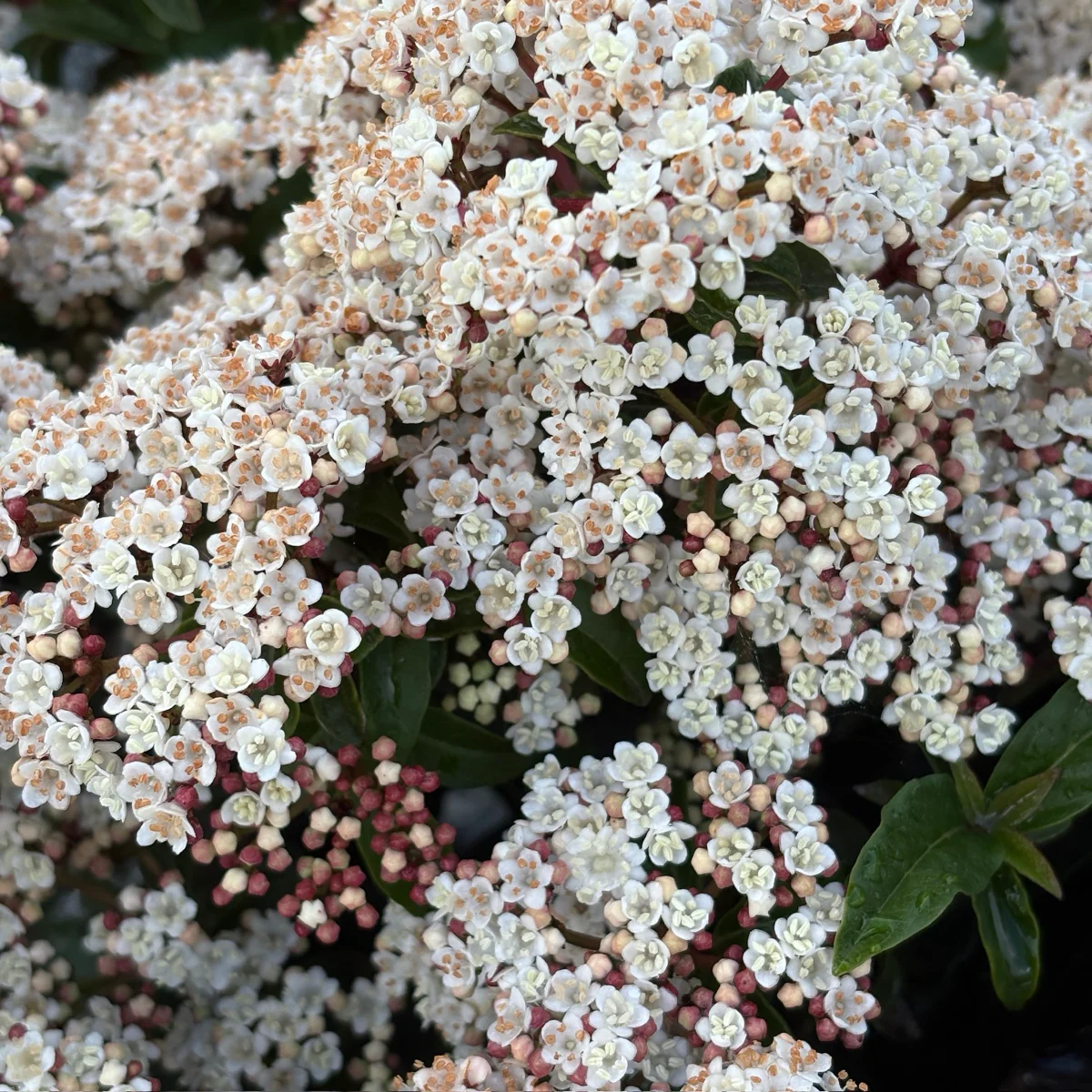 Spring Bouquet Viburnum - Image 1