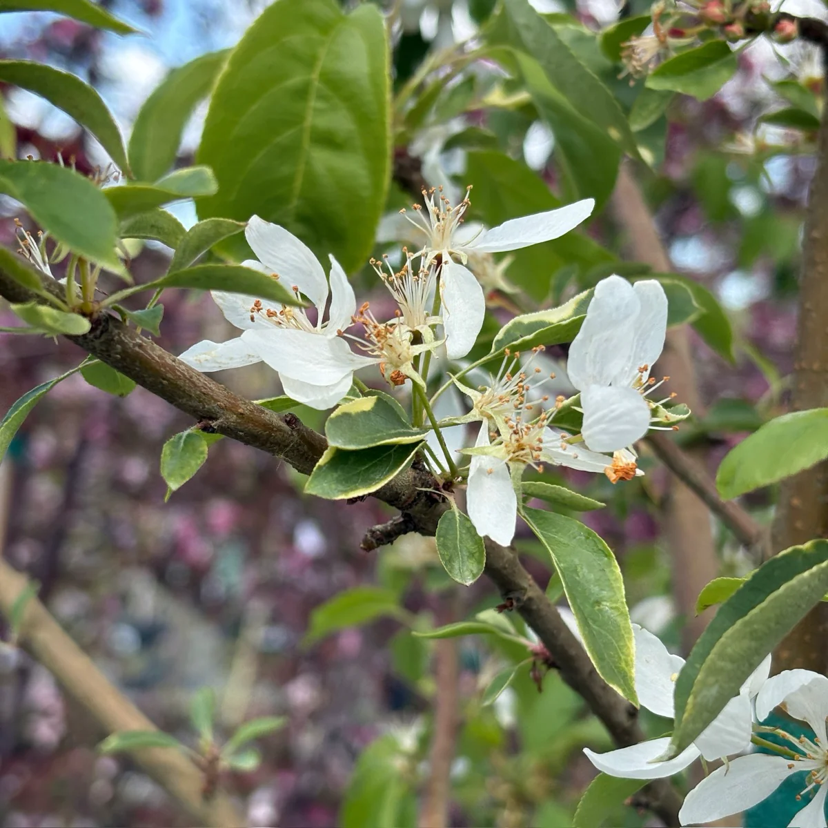 Spring Snow Flowering Crabapple - Image 1