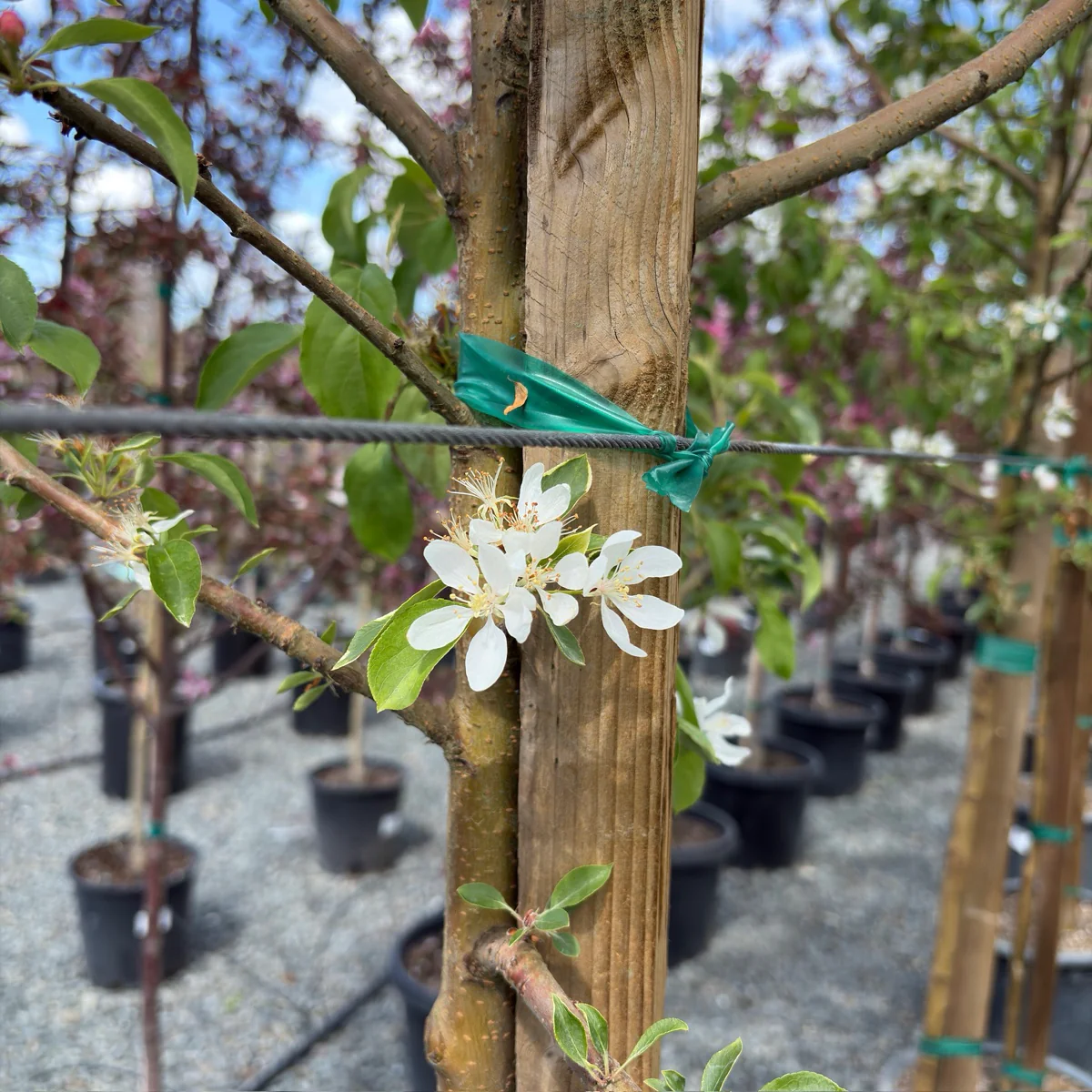 Spring Snow Flowering Crabapple - Image 3