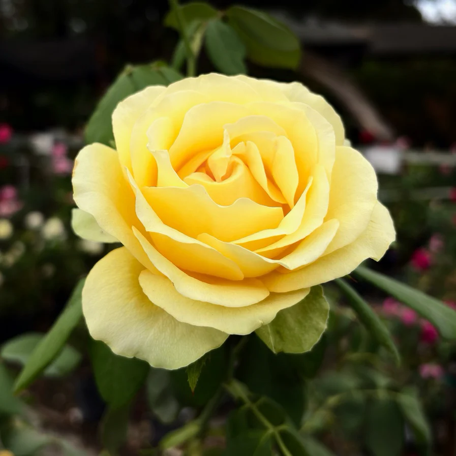 St. Patrick Hybrid Tea Rose - Image 1