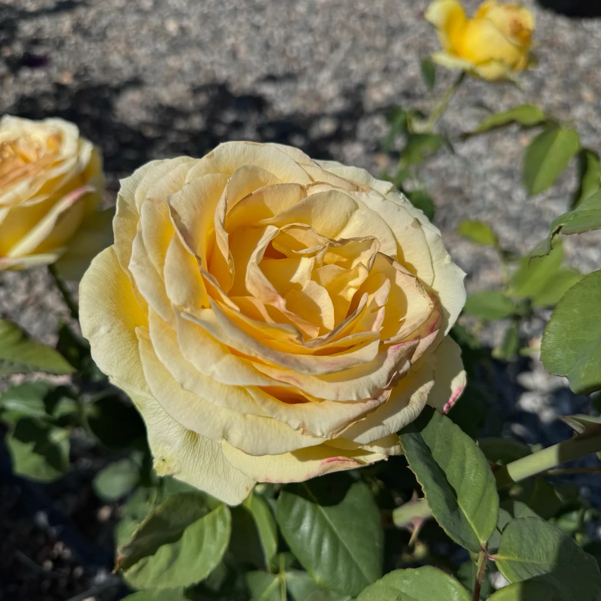 St. Patrick Hybrid Tea Rose - Image 2