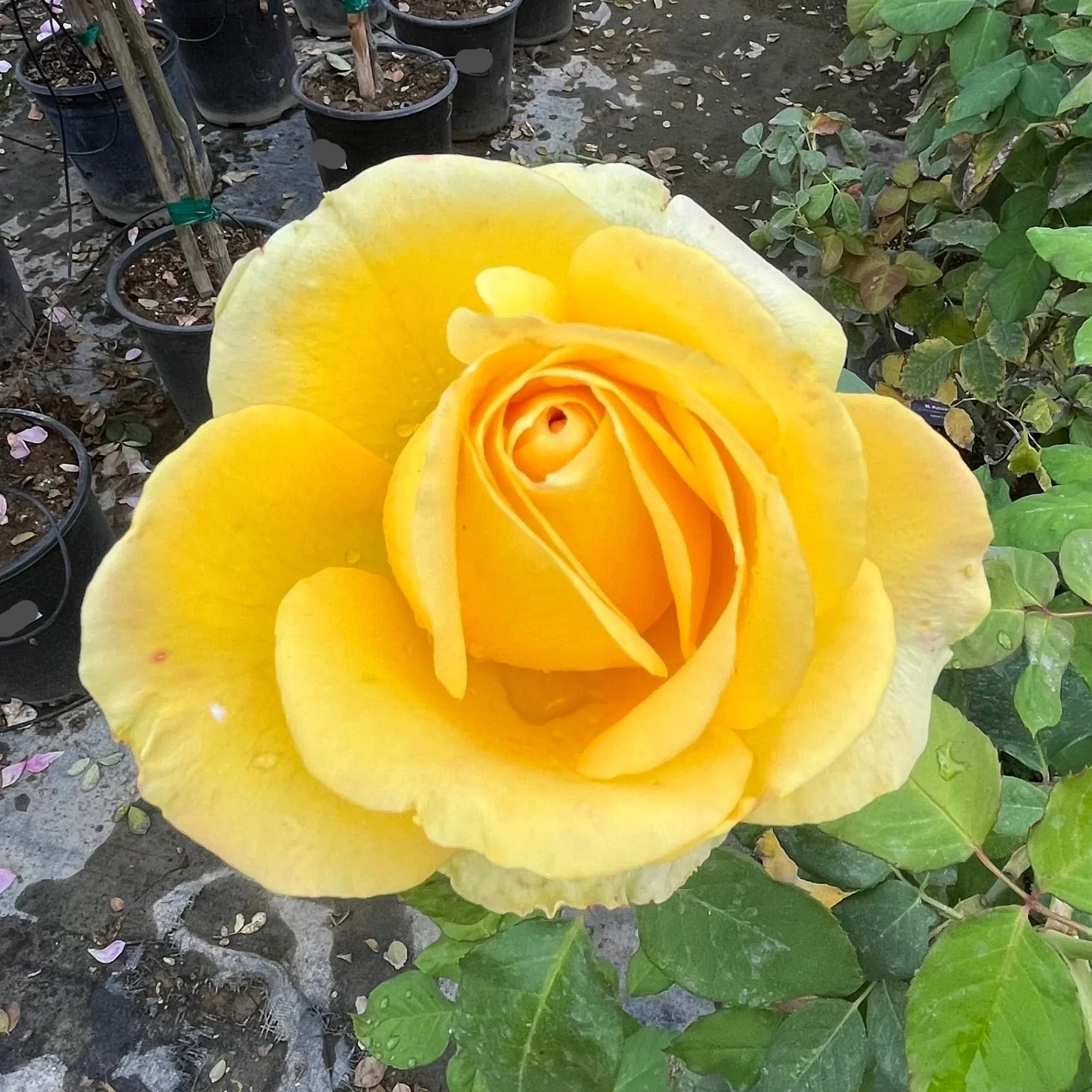 St. Patrick Hybrid Tea Rose - Image 3