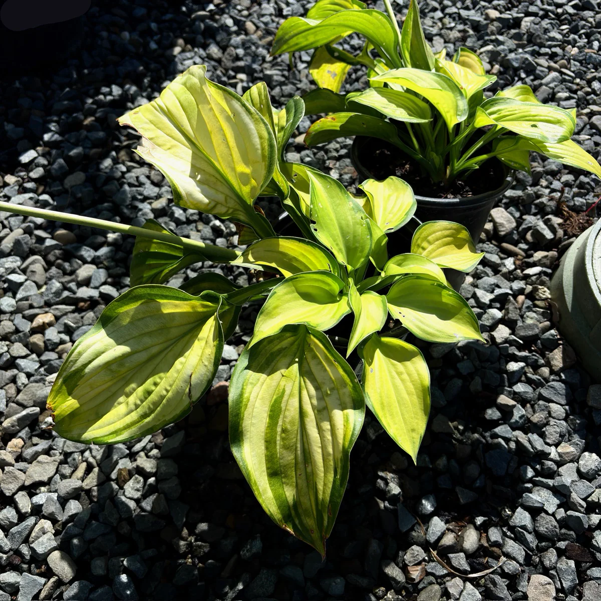 Stained Glass Plantam Lily - Image 1