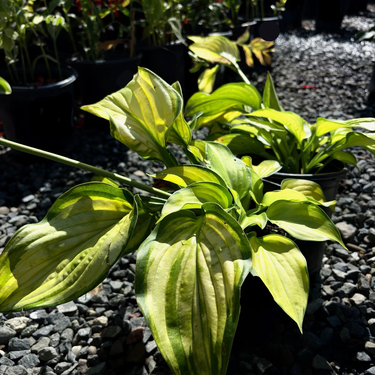 Stained Glass Plantam Lily - Image 2