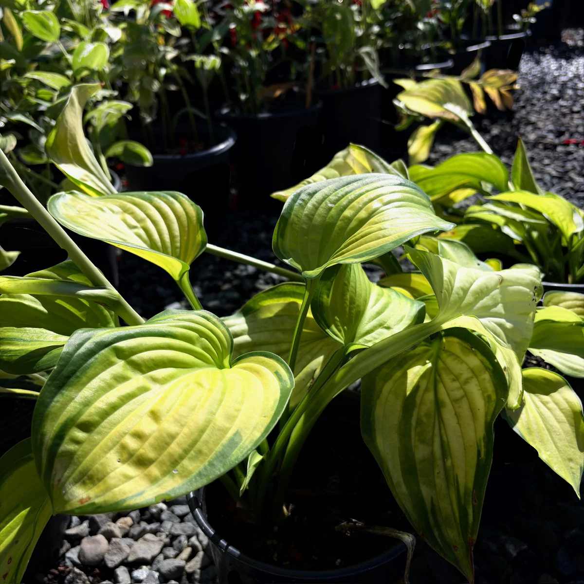 Stained Glass Plantam Lily - Image 3