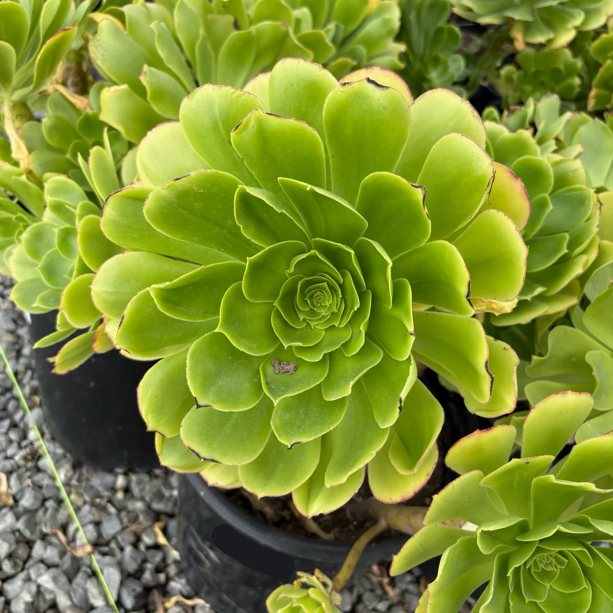 Stalked Aeonium - Image 1