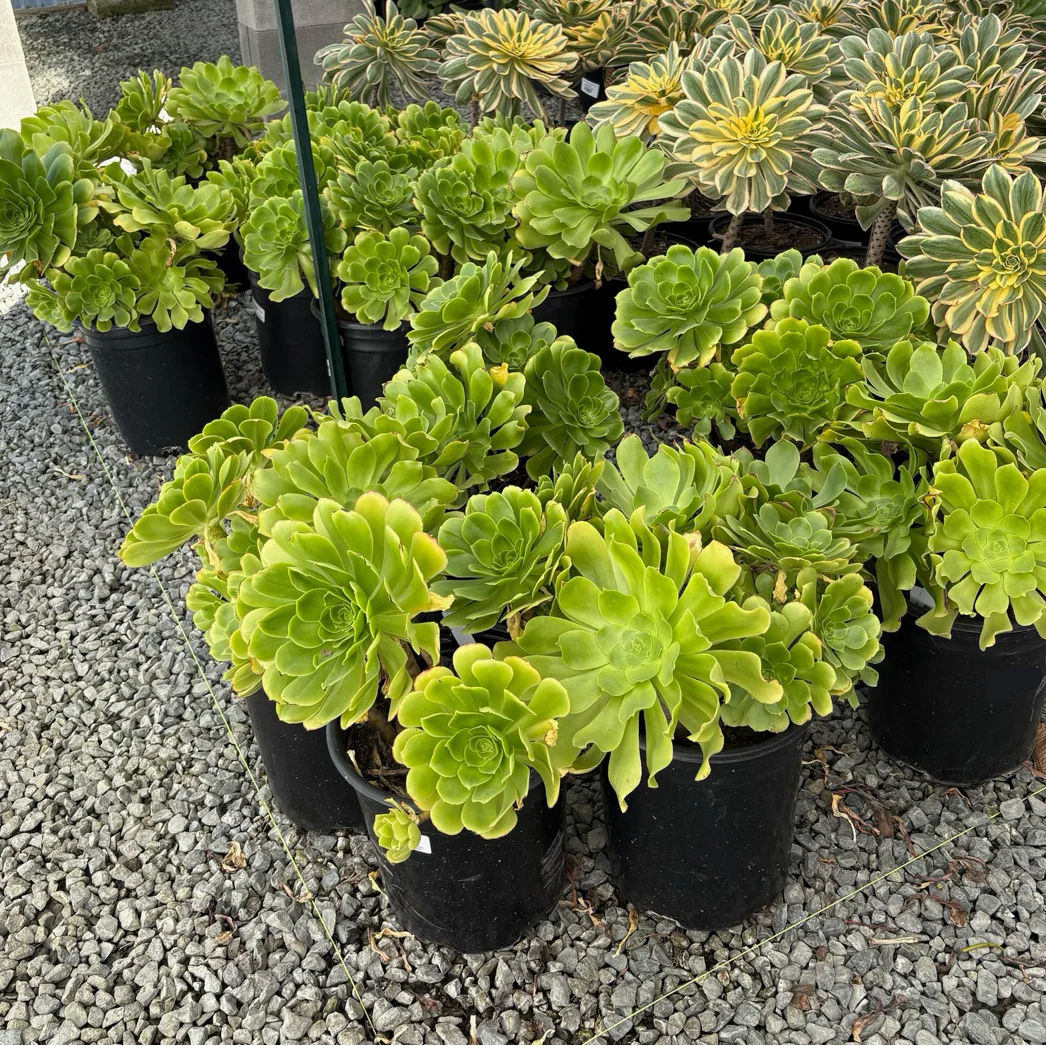 Stalked Aeonium - Image 2