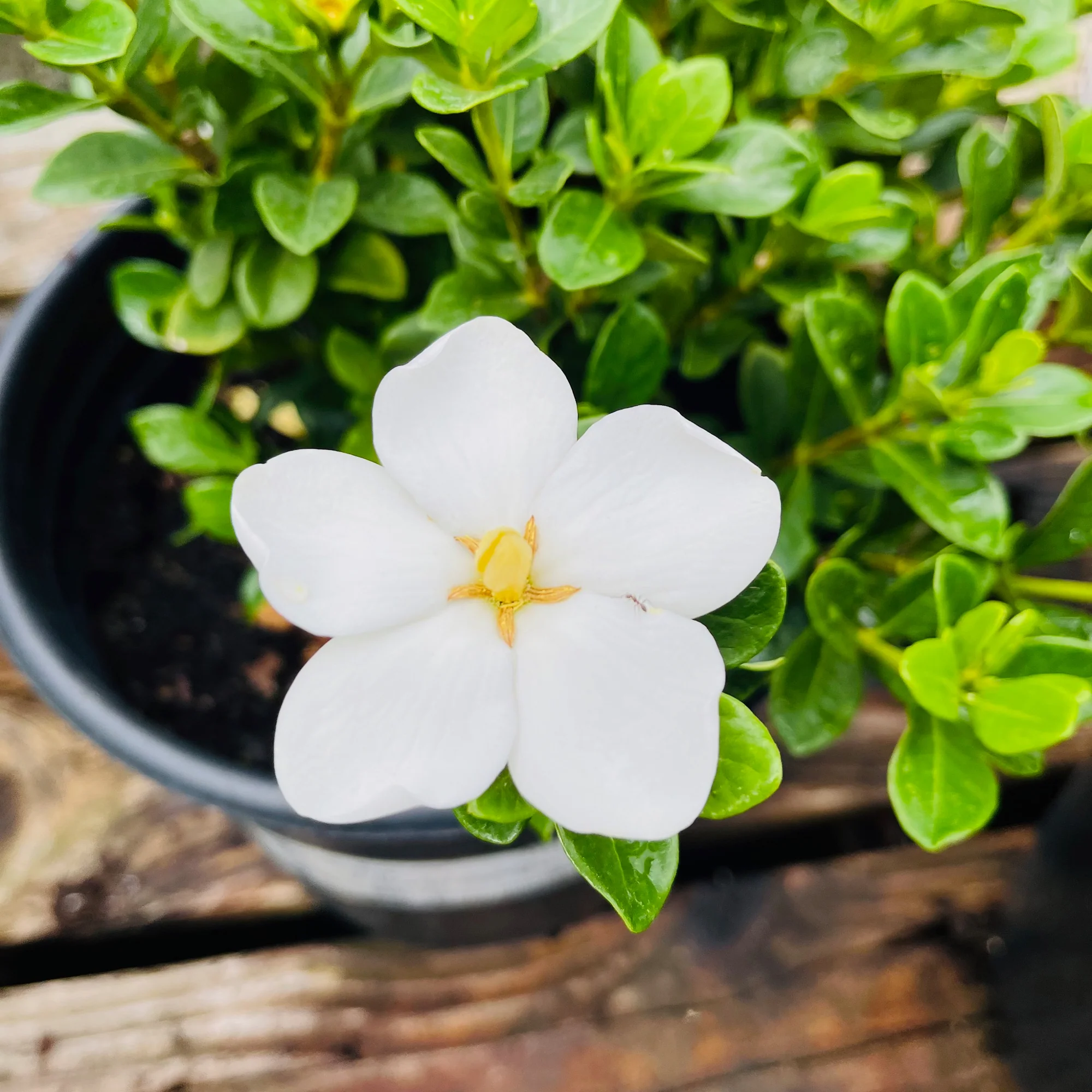 Grandiflora Star Gardenia - Image 1