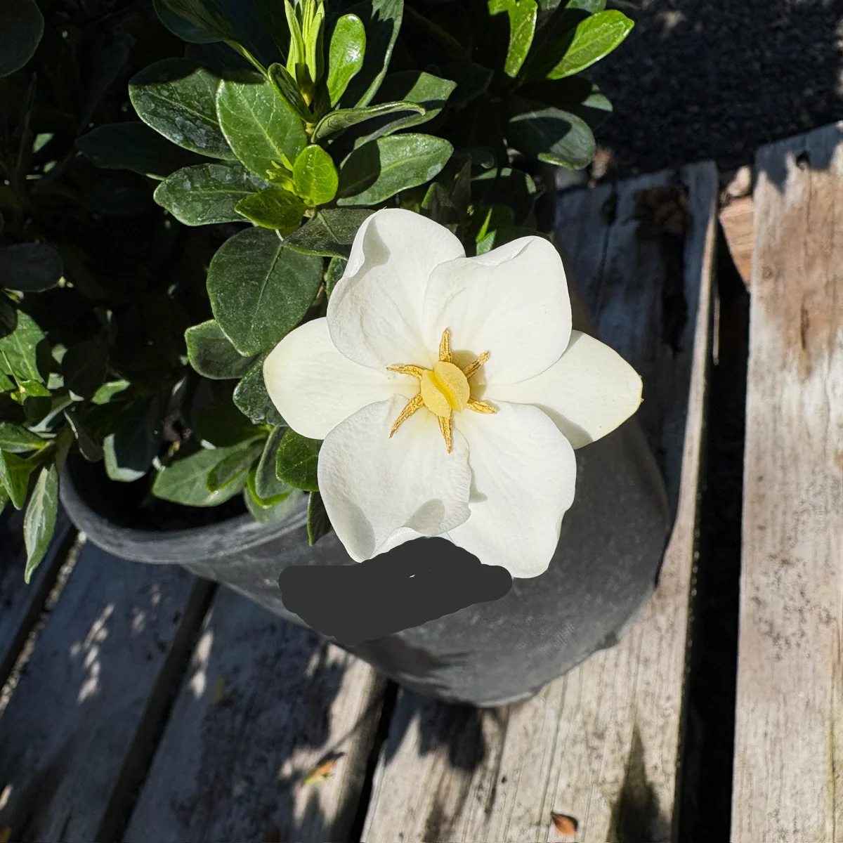 Grandiflora Star Gardenia - Image 2