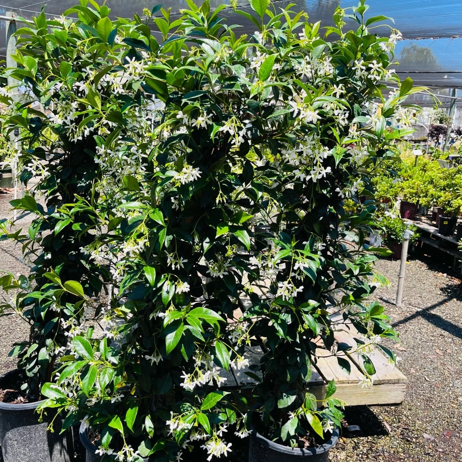Star Jasmine - Image 2