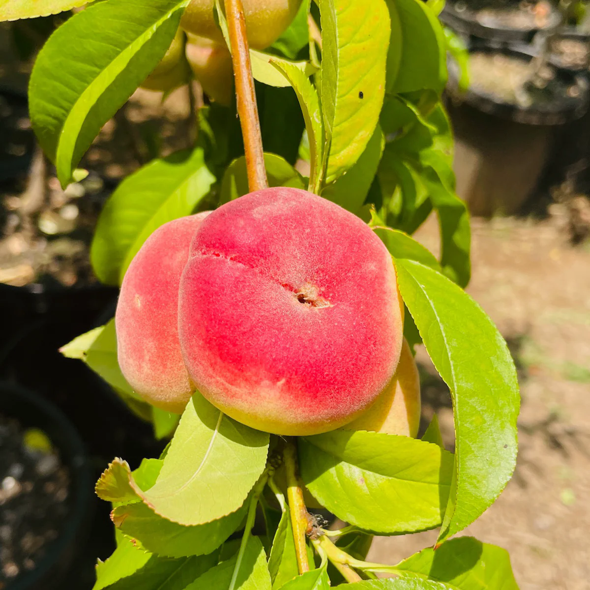 Dounut(Stark Saturn) Peach