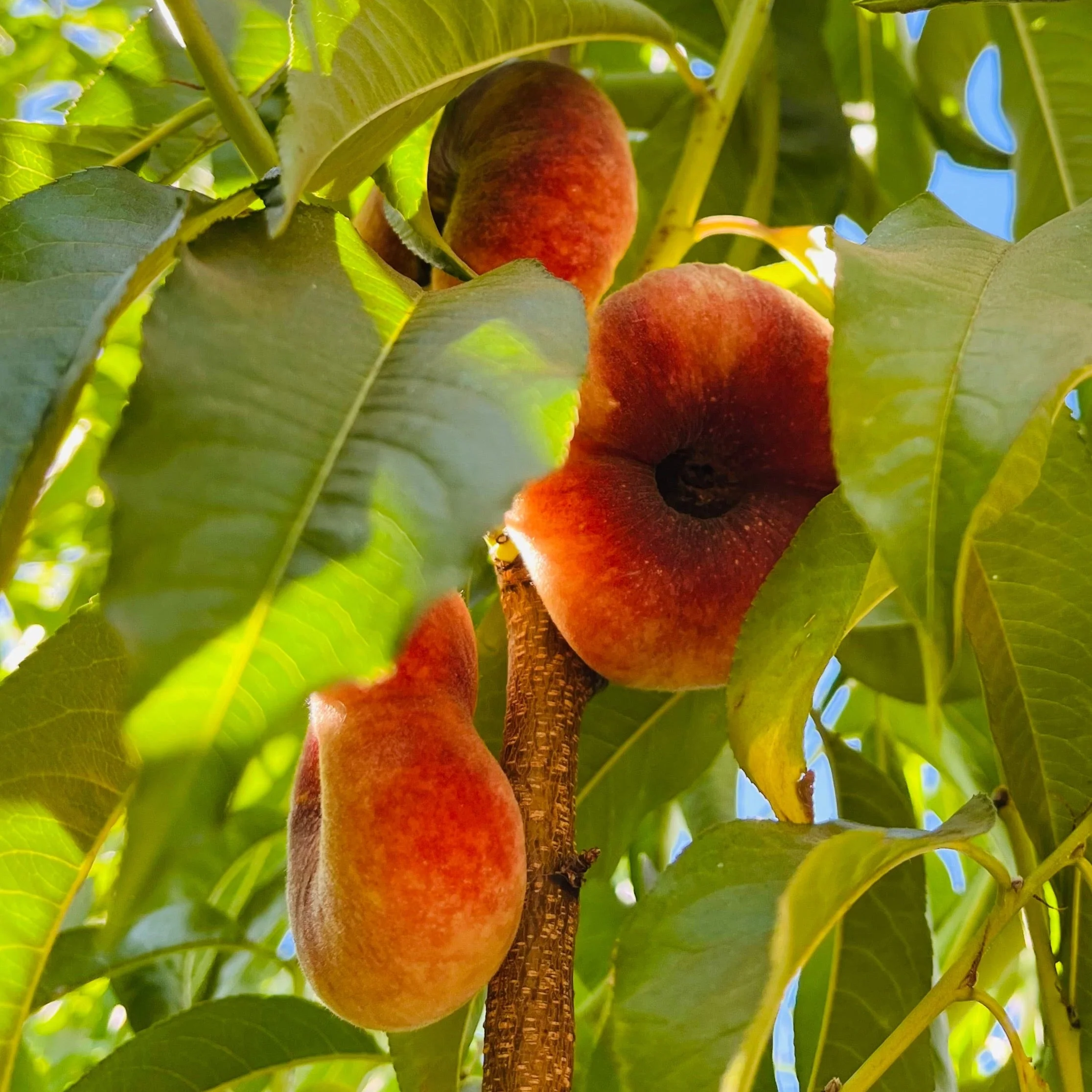 Dounut(Stark Saturn) Peach - Image 2