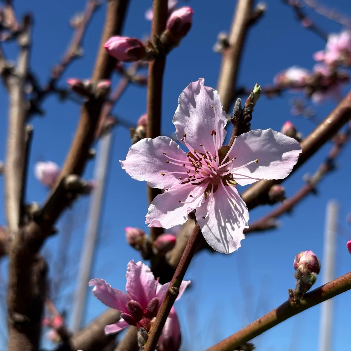 Dounut(Stark Saturn) Peach - Image 3