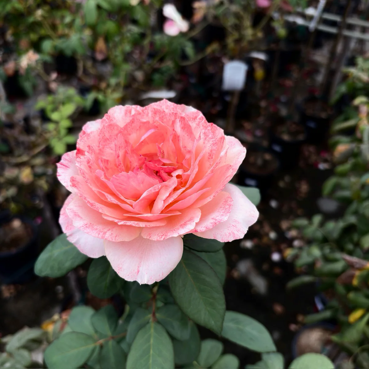 State of Grace Grandiflora Rose - Image 1