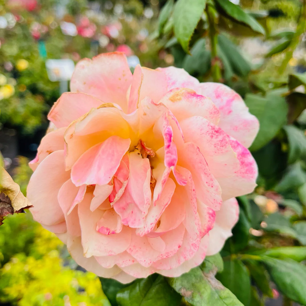 State of Grace Grandiflora Rose - Image 2