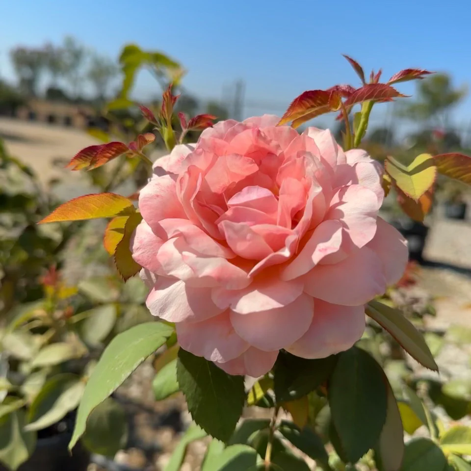 State of Grace Grandiflora Rose - Image 3