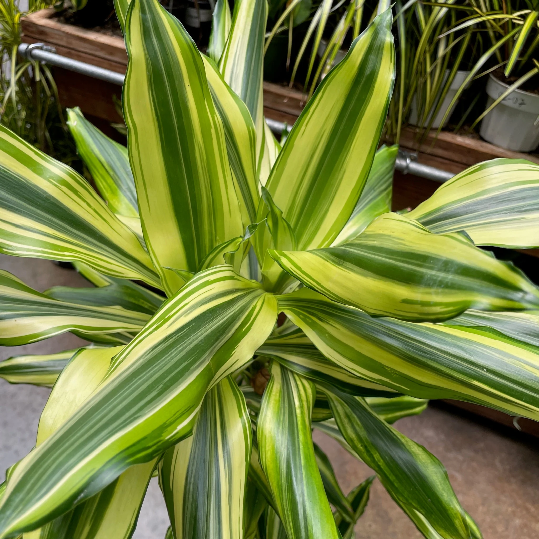 Sted Sol Dracaena - Image 1