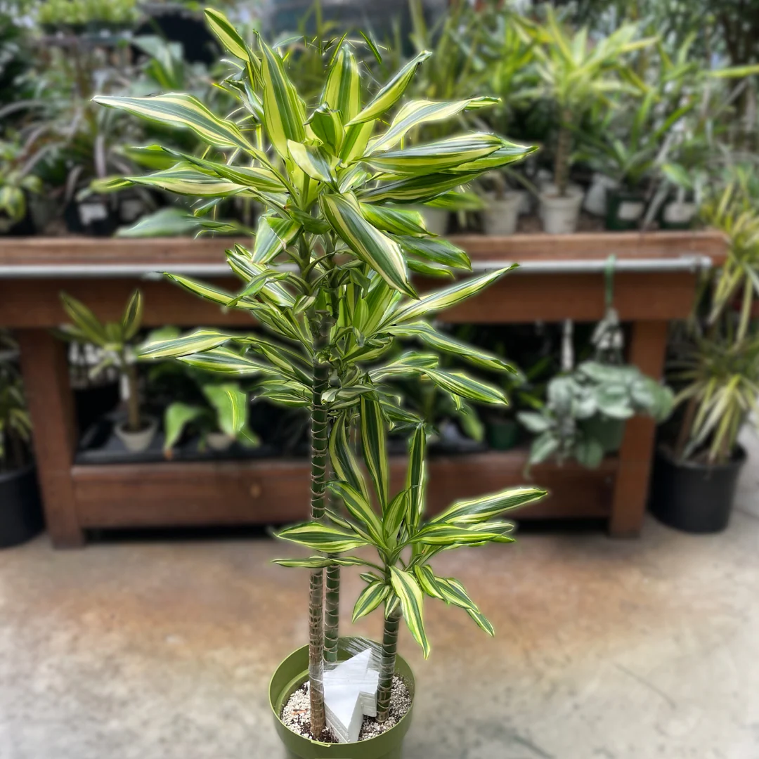Sted Sol Dracaena - Image 2