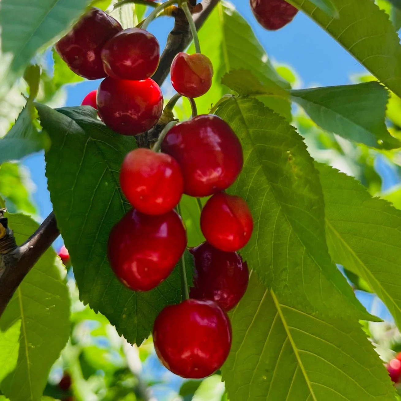 Stella Sweet Cherry - Image 1