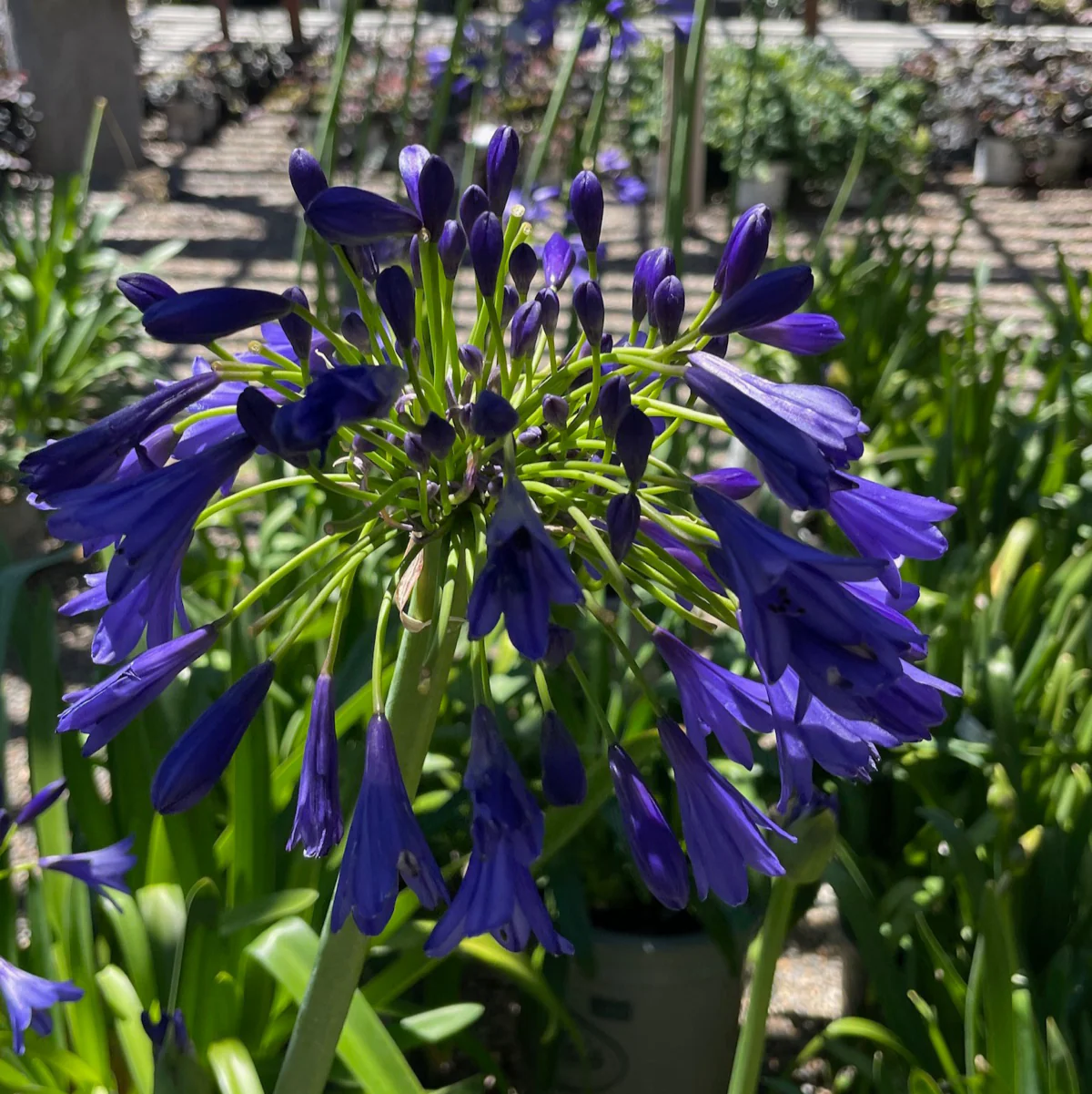 Storm Cloud Lily of the Nile - Image 2