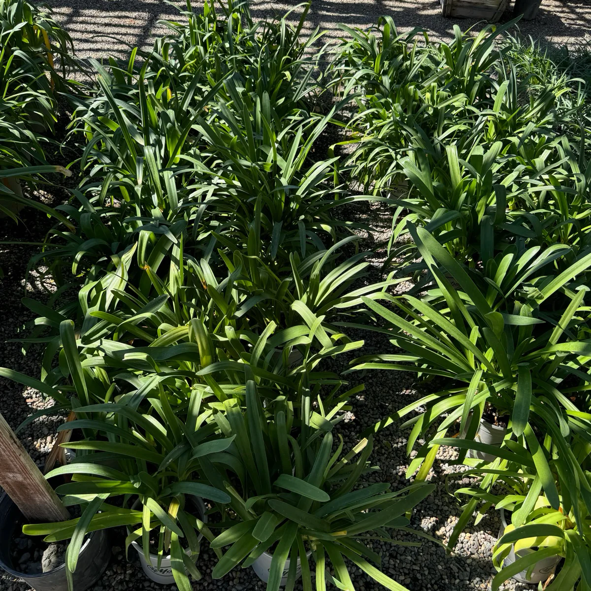 Storm Cloud Lily of the Nile - Image 3