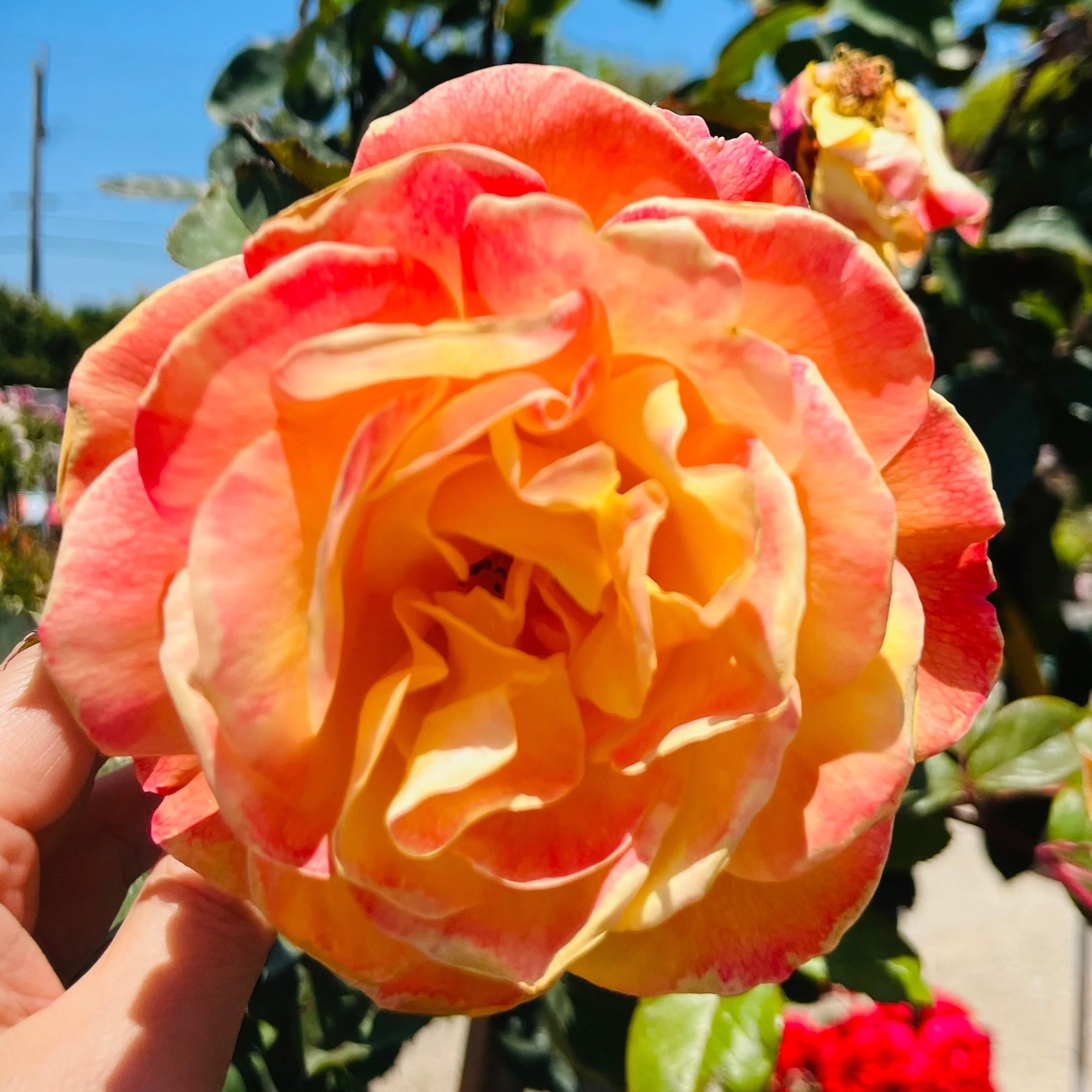 Strike It Rich Grandiflora Rose