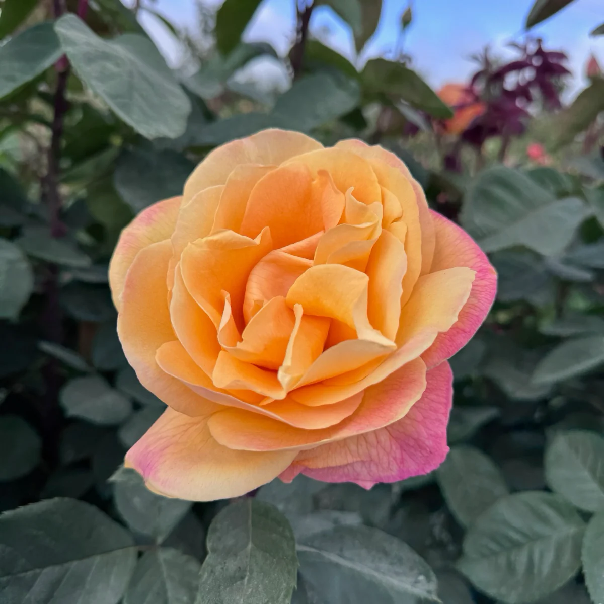 Strike It Rich Grandiflora Rose - Image 2