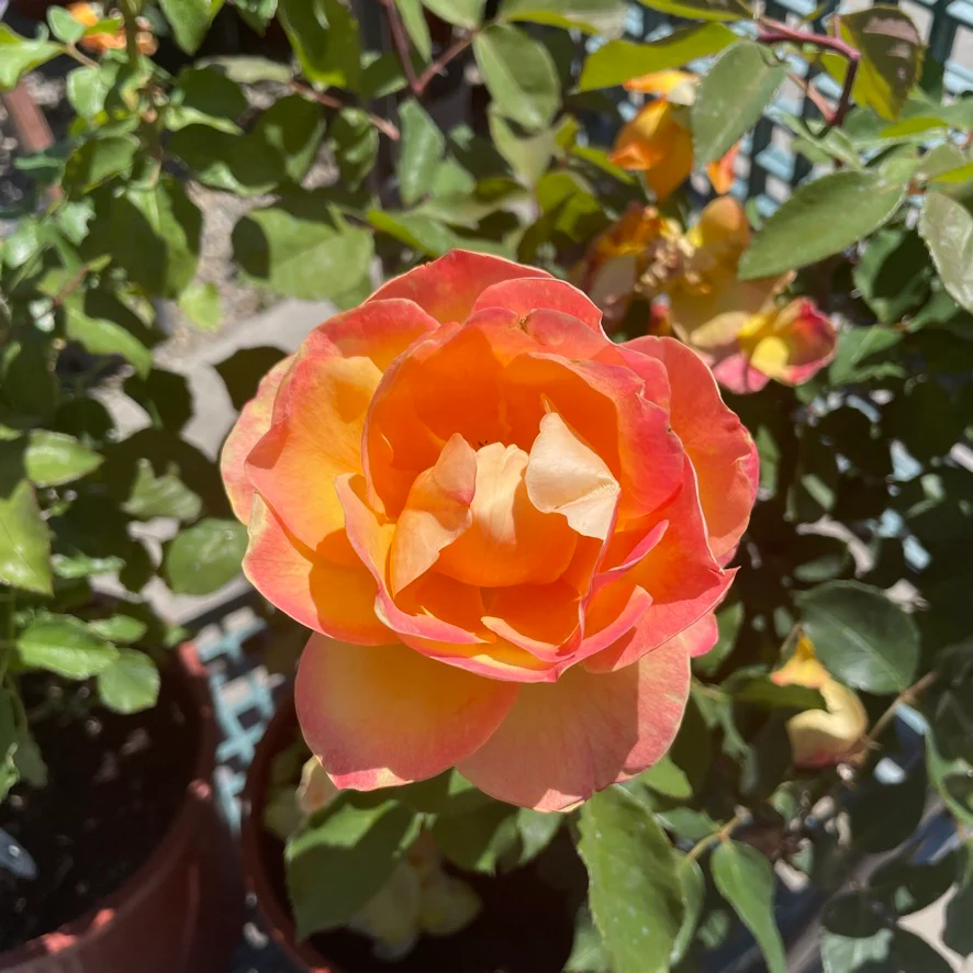 Strike It Rich Grandiflora Rose - Image 3