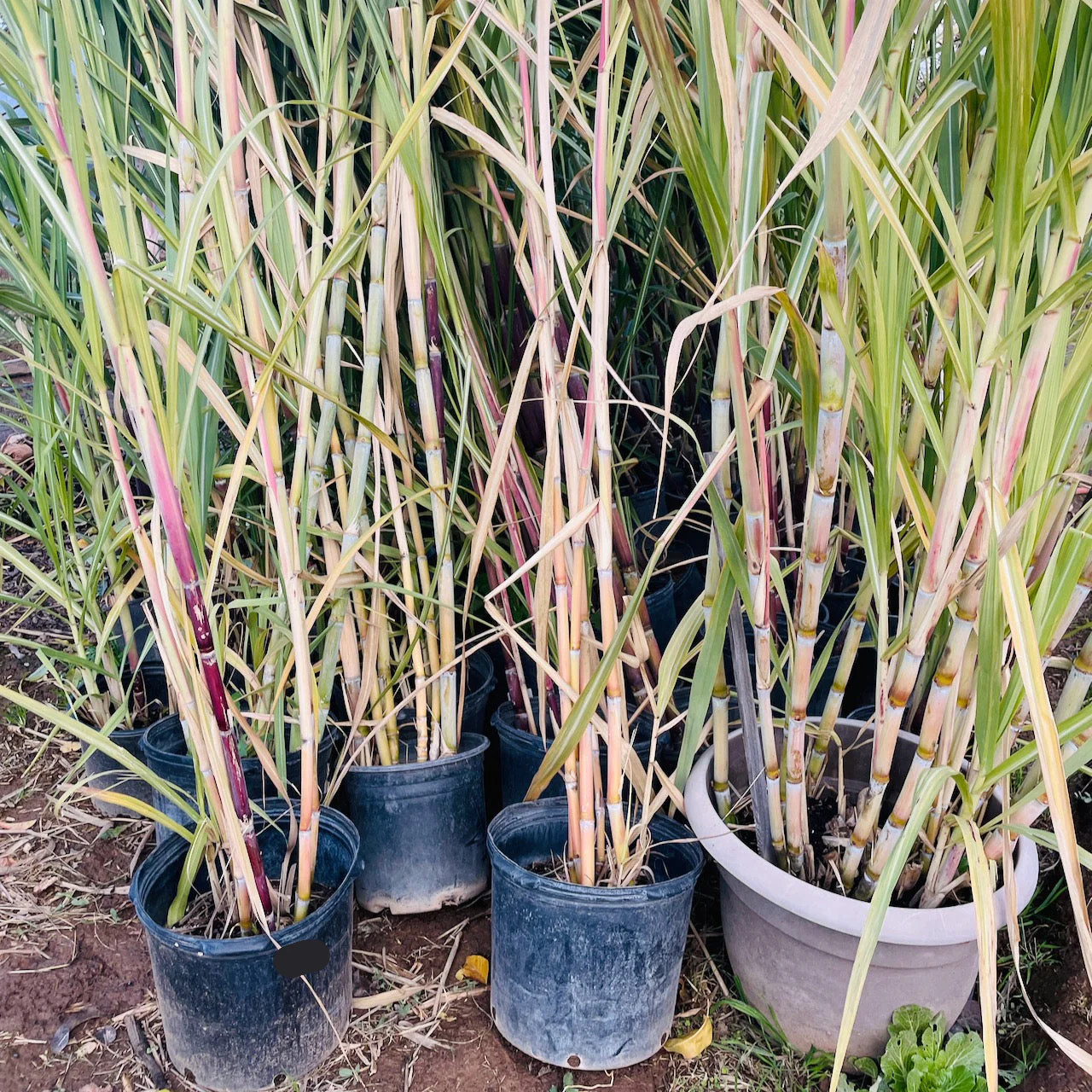 Sugar Cane - Image 2