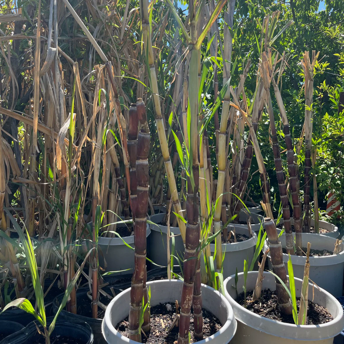 Sugar Cane - Image 3