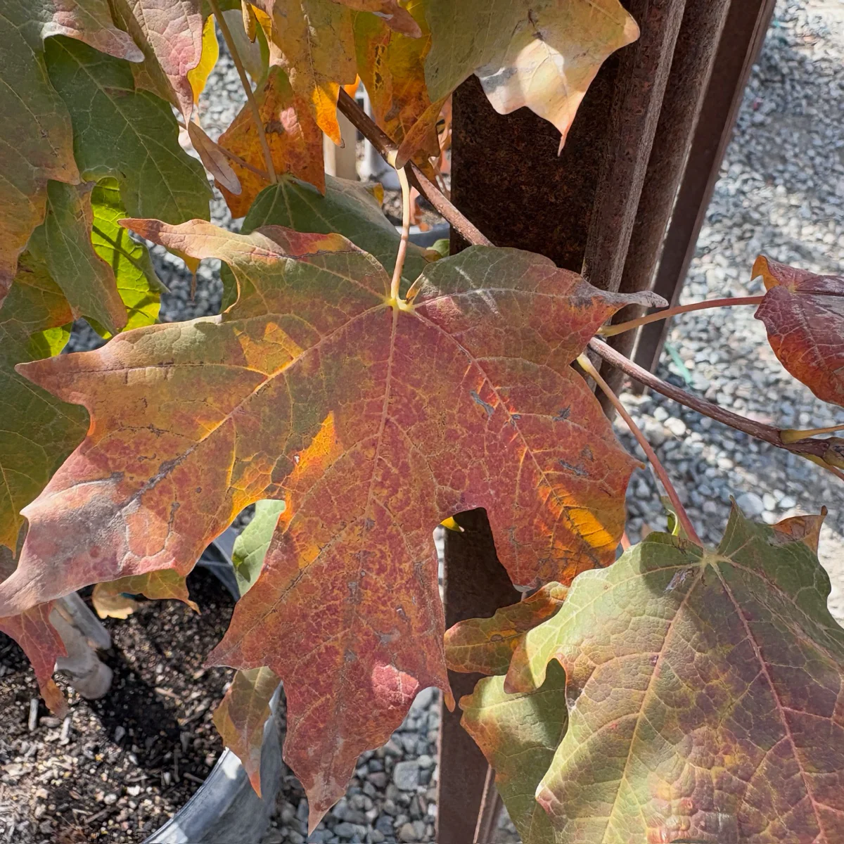 Sugar Maple