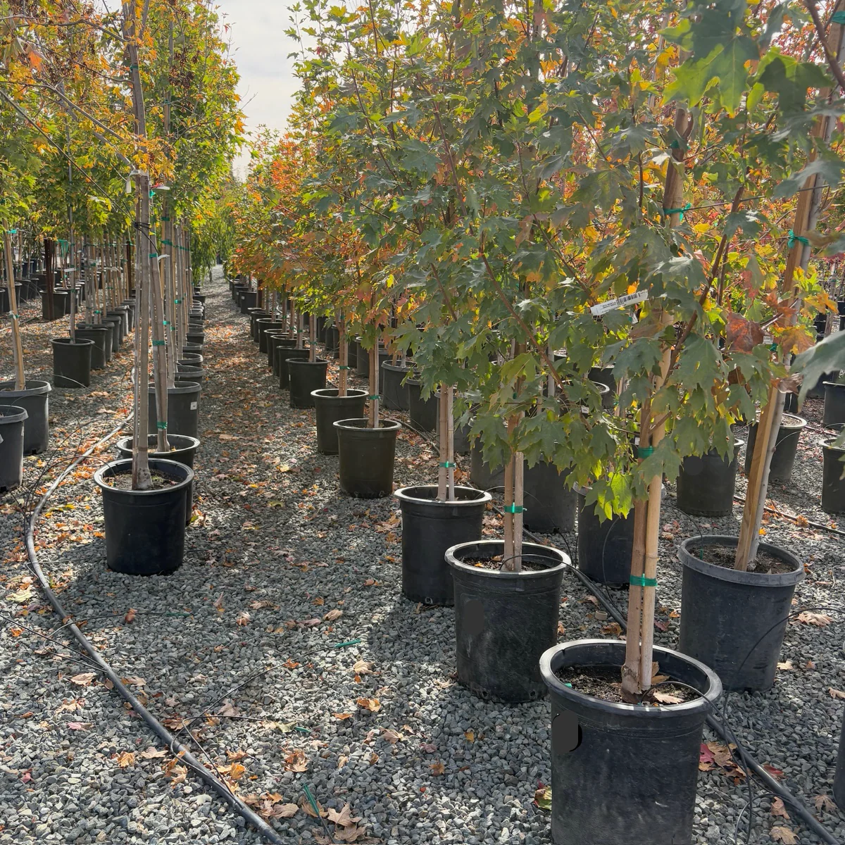 Sugar Maple - Image 2