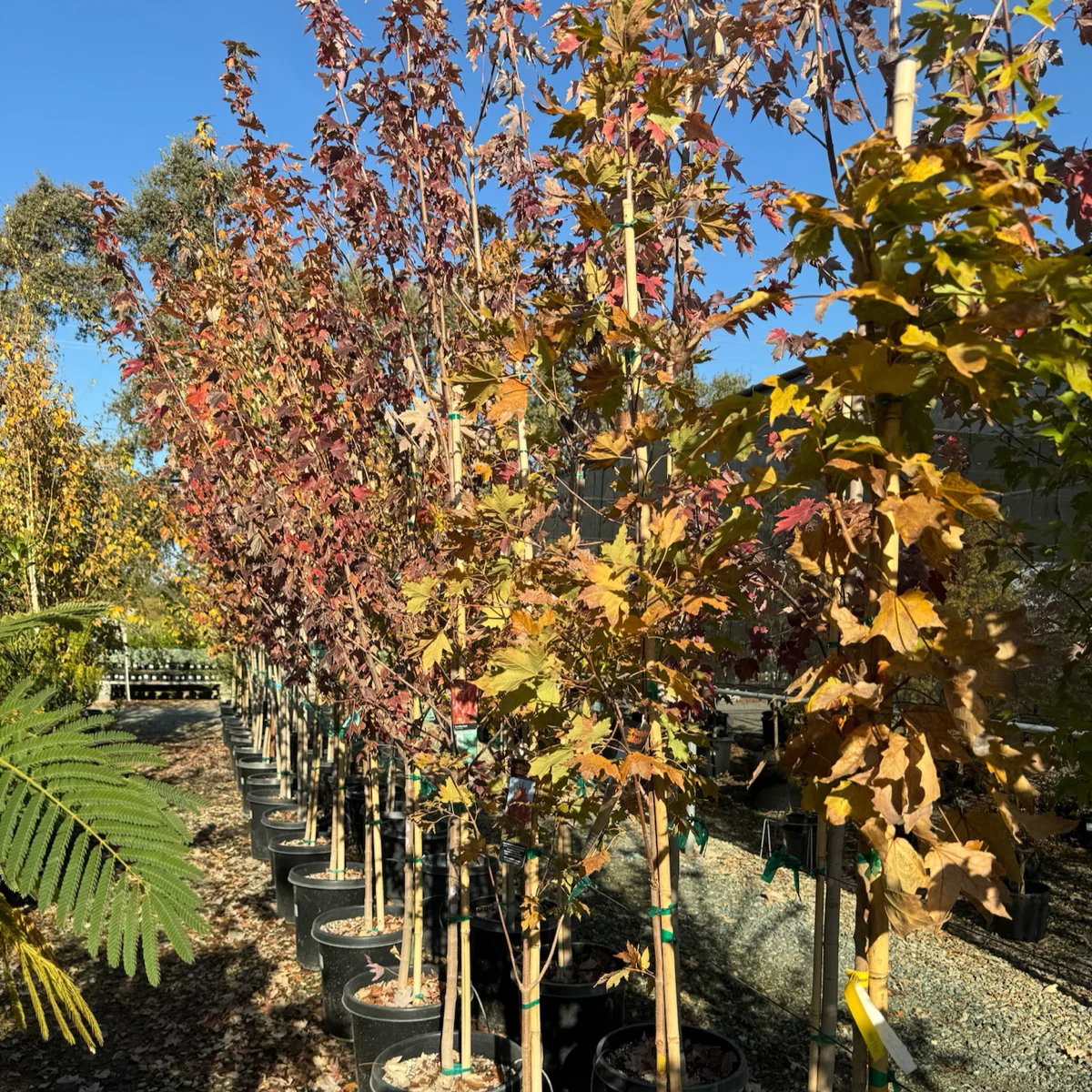 Sugar Maple - Image 3