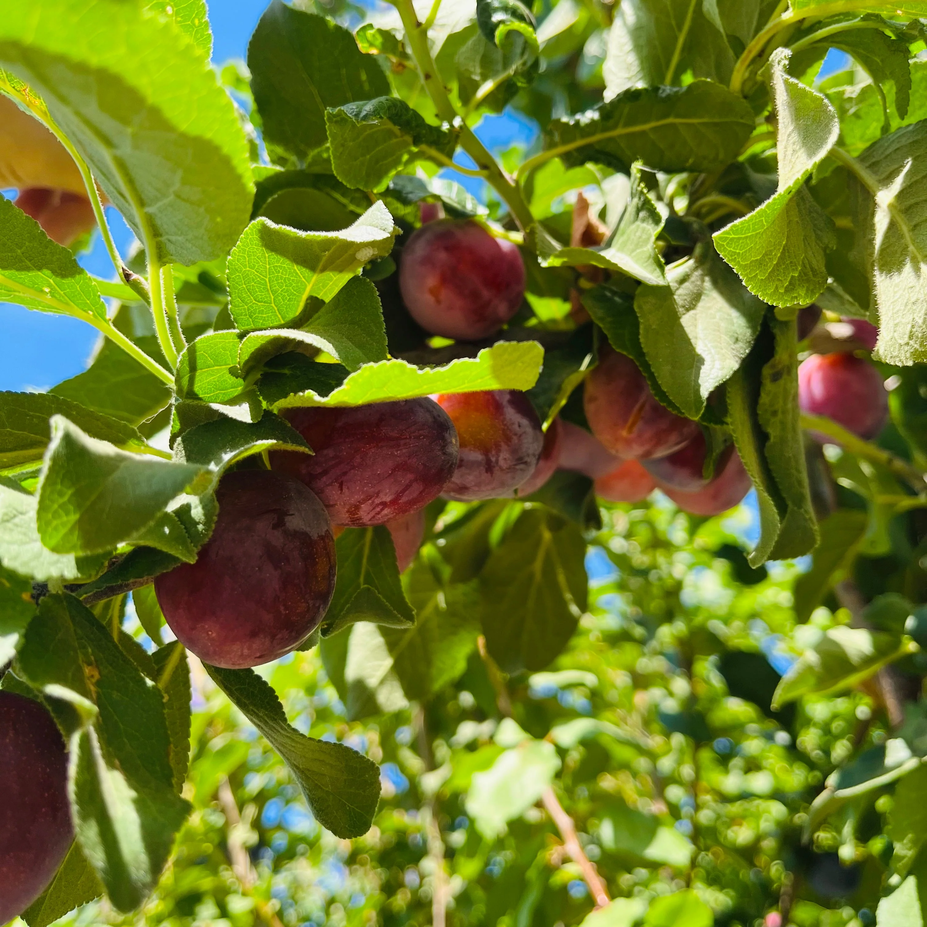 Sugar Prune - Image 2