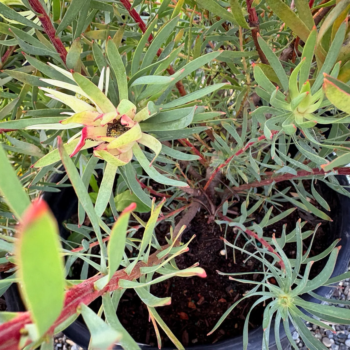 Summer Red Cone Bush - Image 2