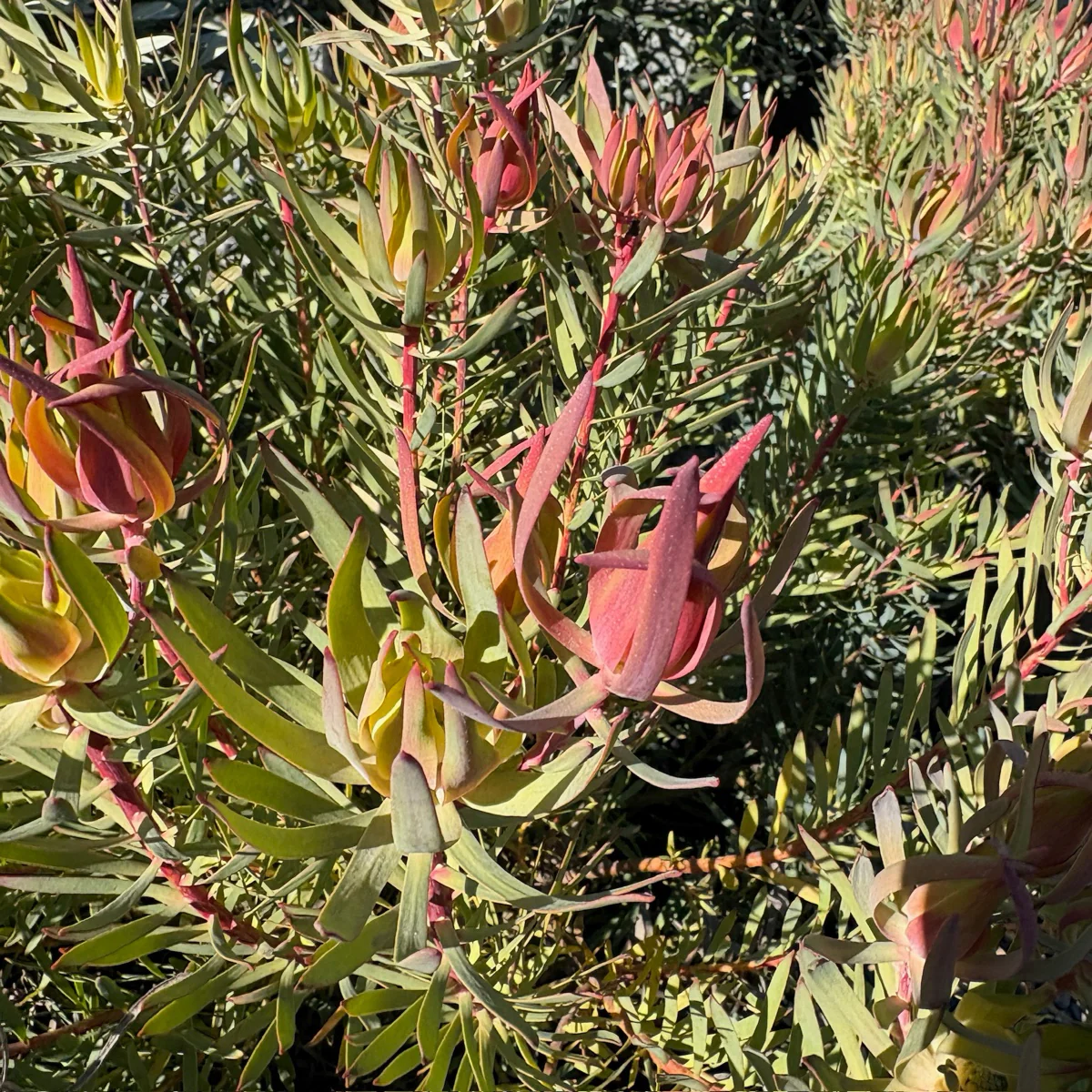 Summer Red Cone Bush - Image 3