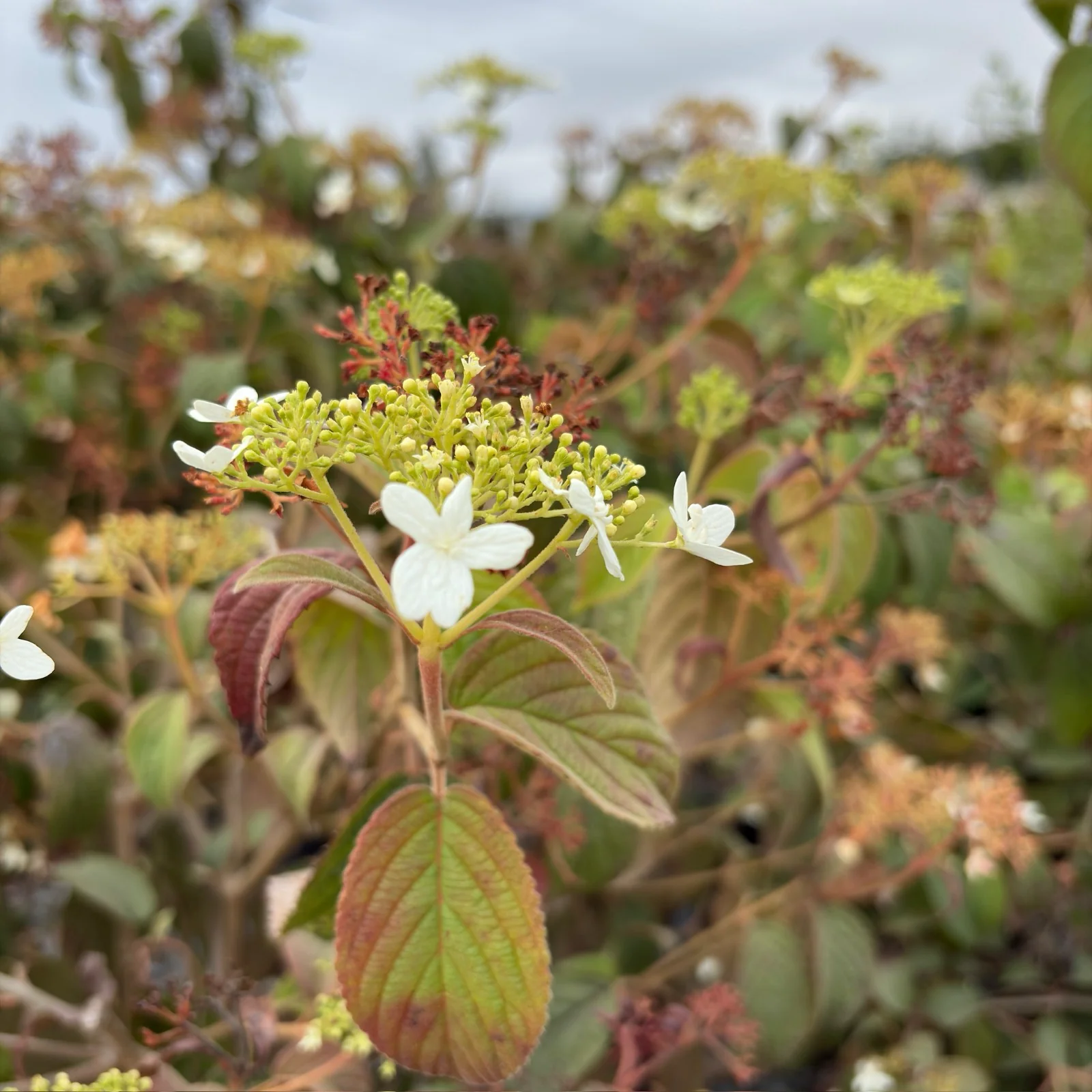 Summer Snowflake Double-File Viburnum