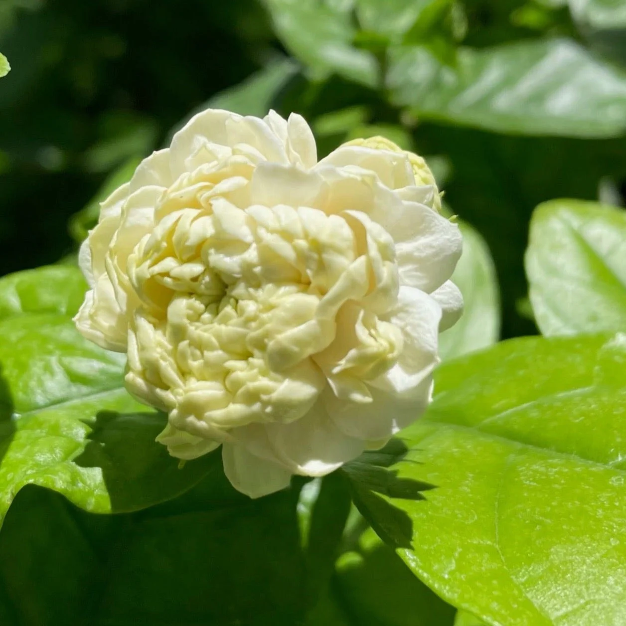Summer Soul Arabian Jasmine - Image 2