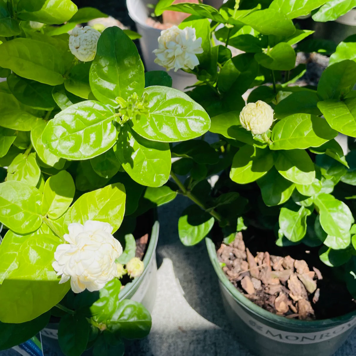Summer Soul Arabian Jasmine - Image 3